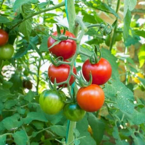 Tomato Seeds - All In One For Home Gardens