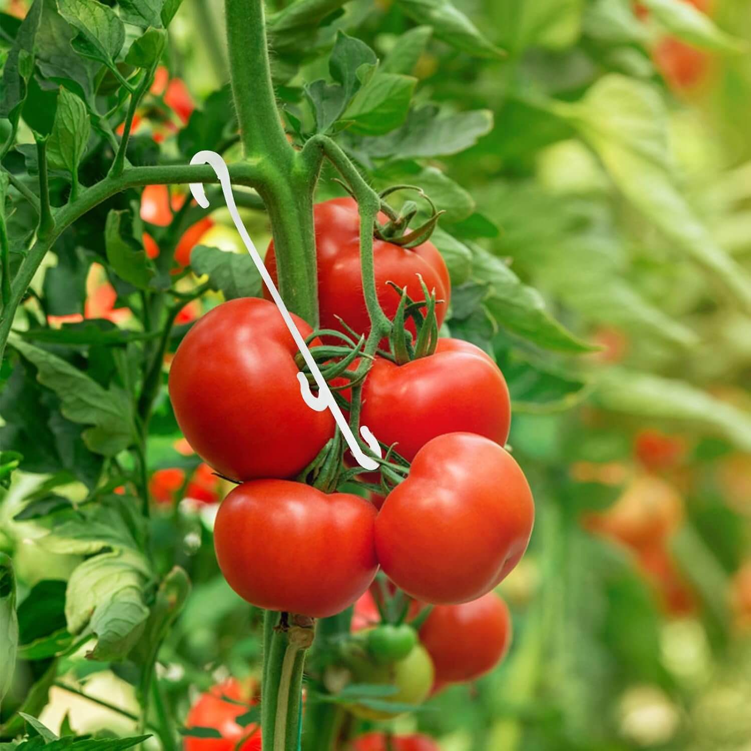 Tomato Seeds - All In One For Home Gardens