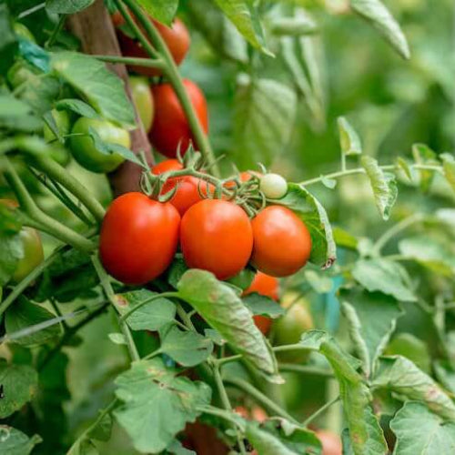 Tomato Seeds - All In One For Home Gardens