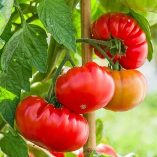 Tomato Seeds - All In One For Home Gardens