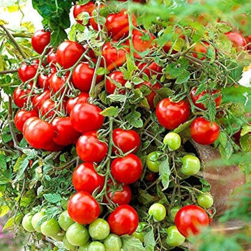 Tomato Seeds - Bush Early Girl II
