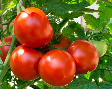 Tomato Seeds - Early Goliath