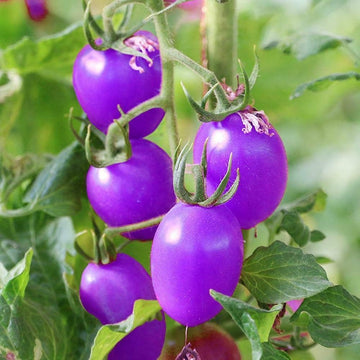Tomato Seeds - Lavender