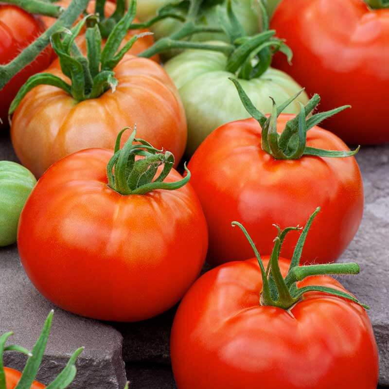 Tomato Seeds – ACE 55
