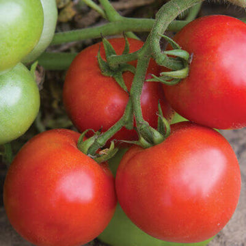Tomato Seeds – Atkinson