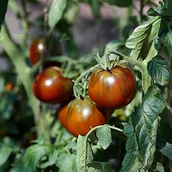 Tomato Seeds – Atomic