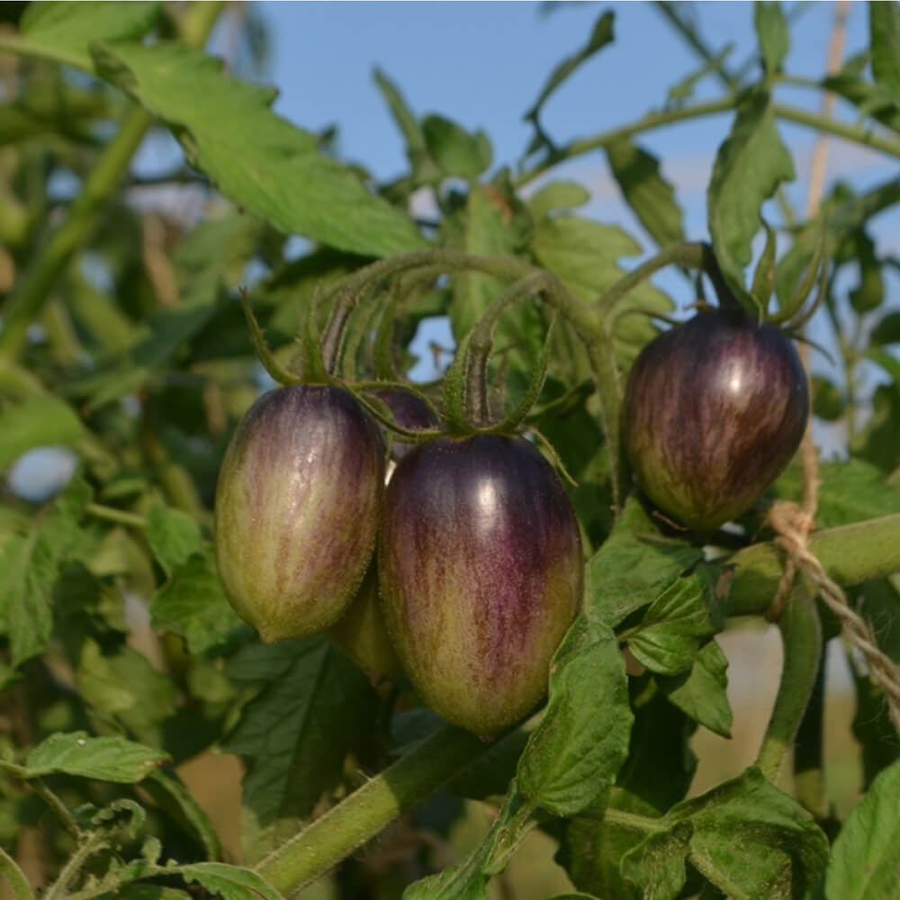 Tomato Seeds – Atomic Grape