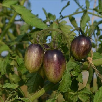 Tomato Seeds – Atomic Grape