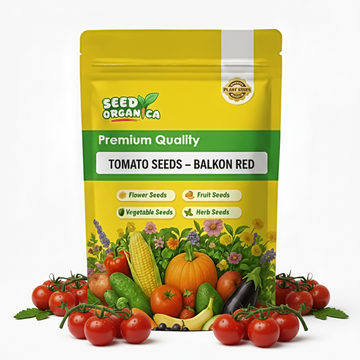 Tomato Seeds – Balkon Red 