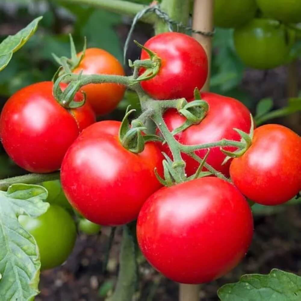 Tomato Seeds – Balkon Red F1 Compact