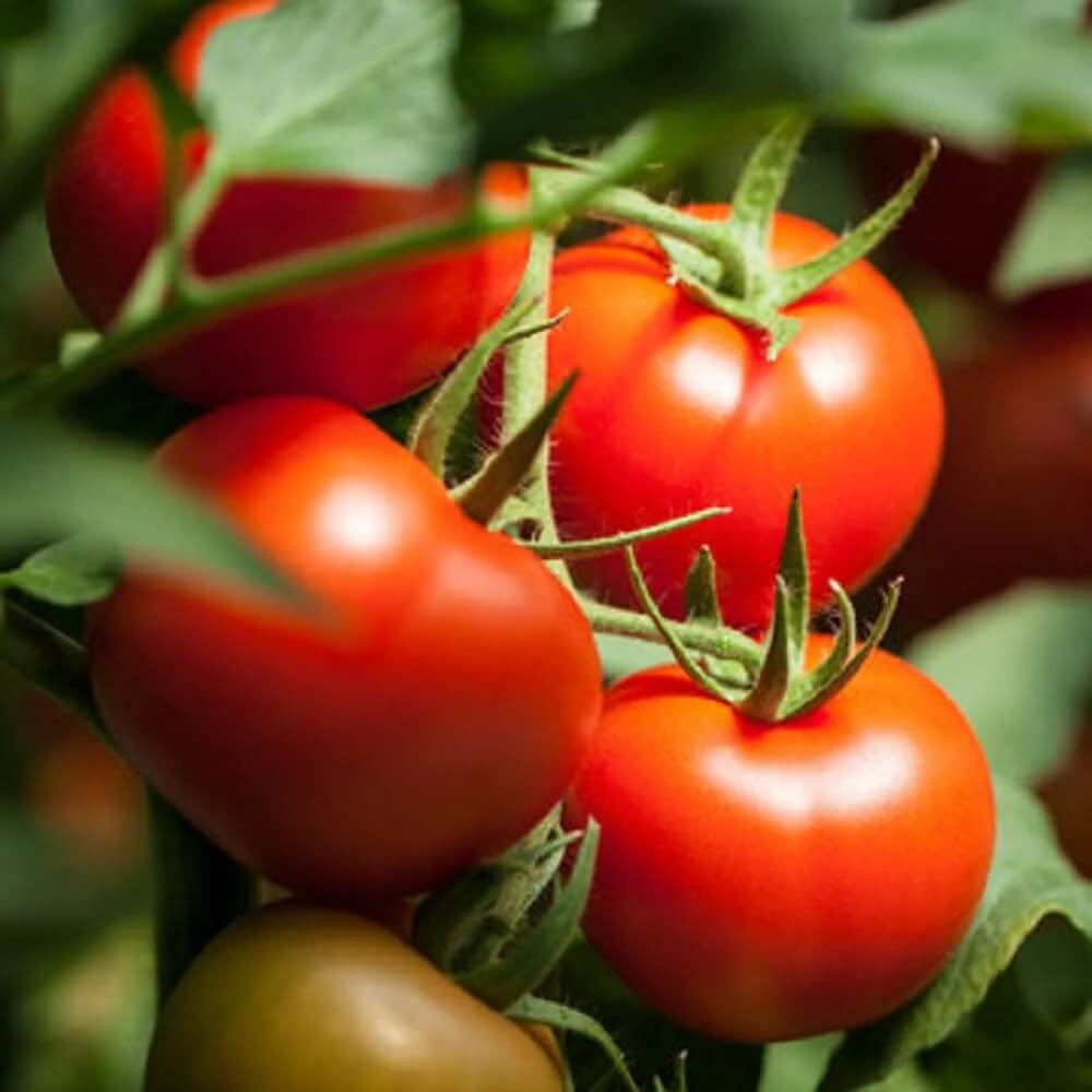 Tomato Seeds – Balkon Red F1 Compact