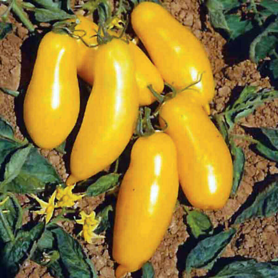 Tomato Seeds – Banana