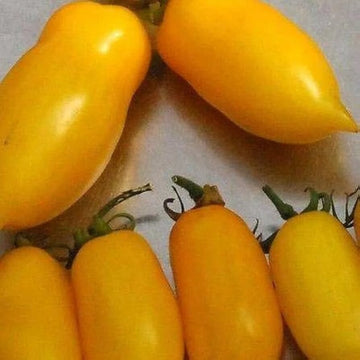 Tomato Seeds – Banana Legs