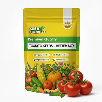Tomato Seeds – Banana Legs