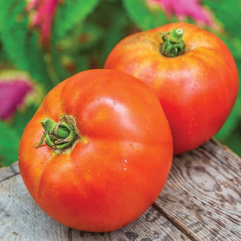 Tomato Seeds – Better Boy