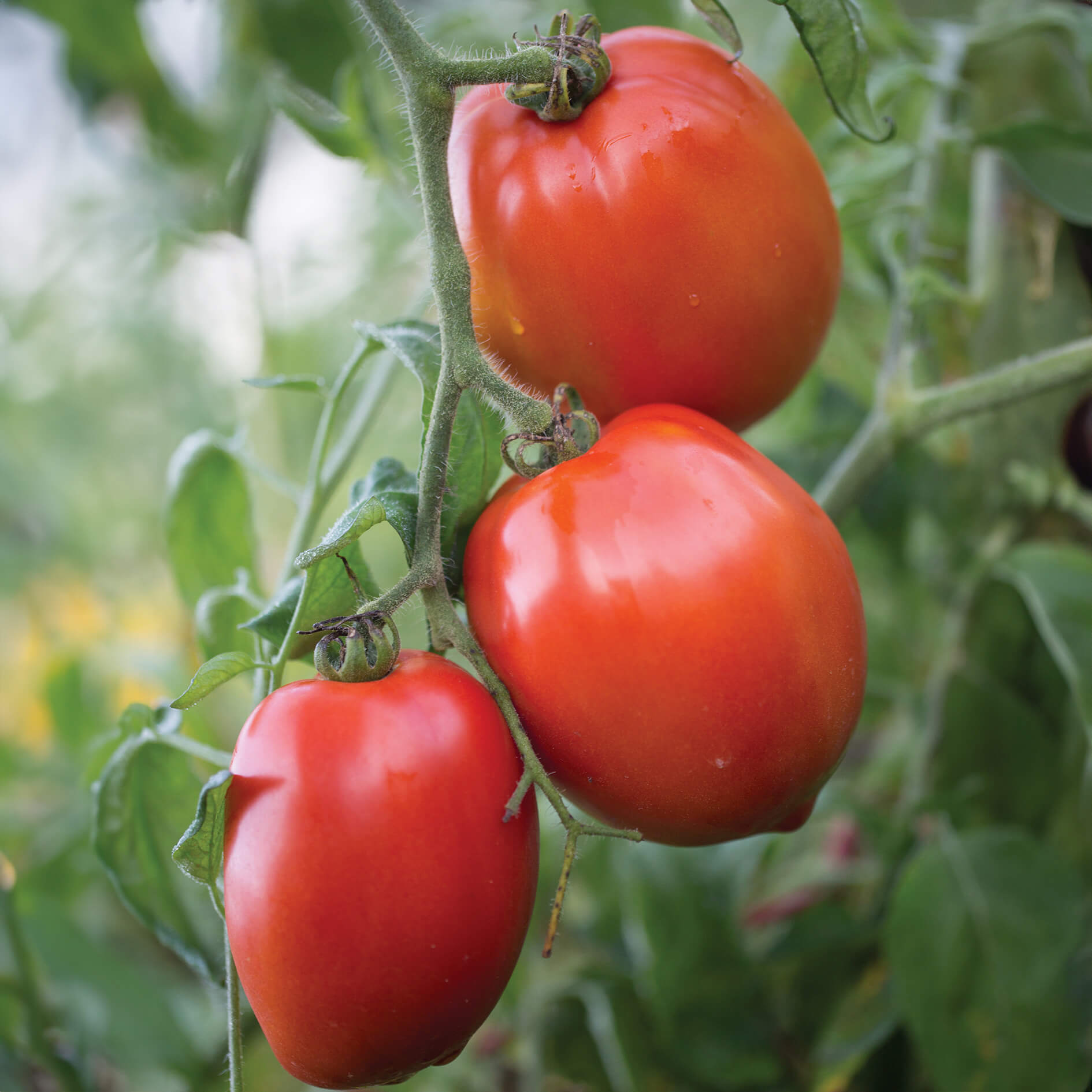 Tomato Seeds – Big Mama F1