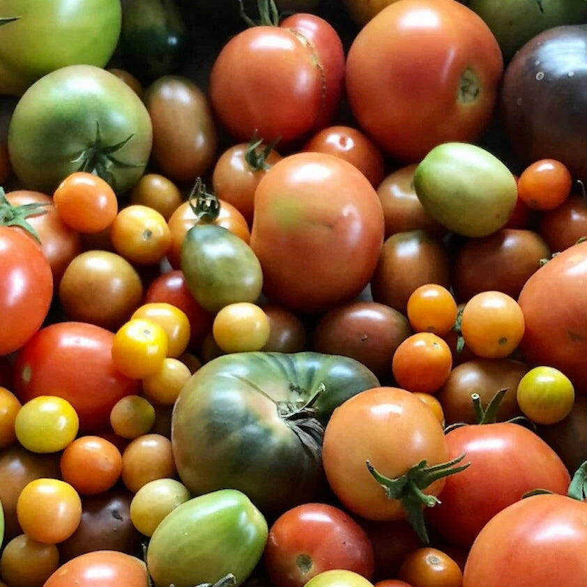 Tomato Seeds – Big Mixed Heirloom