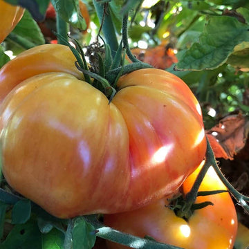 Tomato Seeds – Big Orange