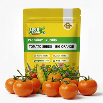 Tomato Seeds – Big Orange