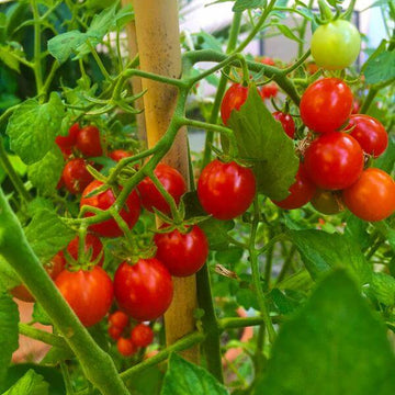 Tomato Seeds – Birdie Rouge