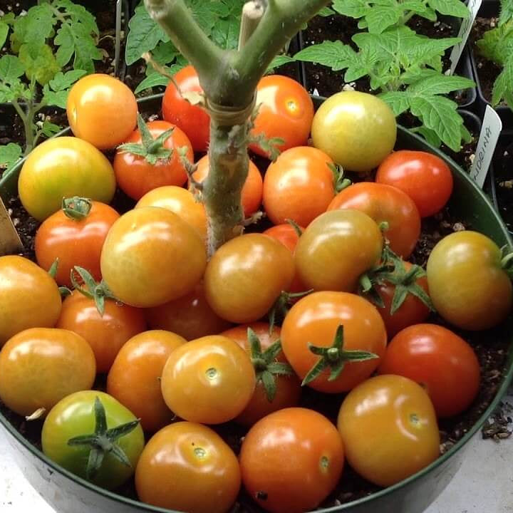 Tomato Seeds – Birdie Rouge Red Cherry