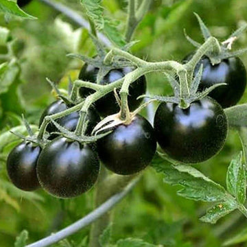 Tomato Seeds – Black