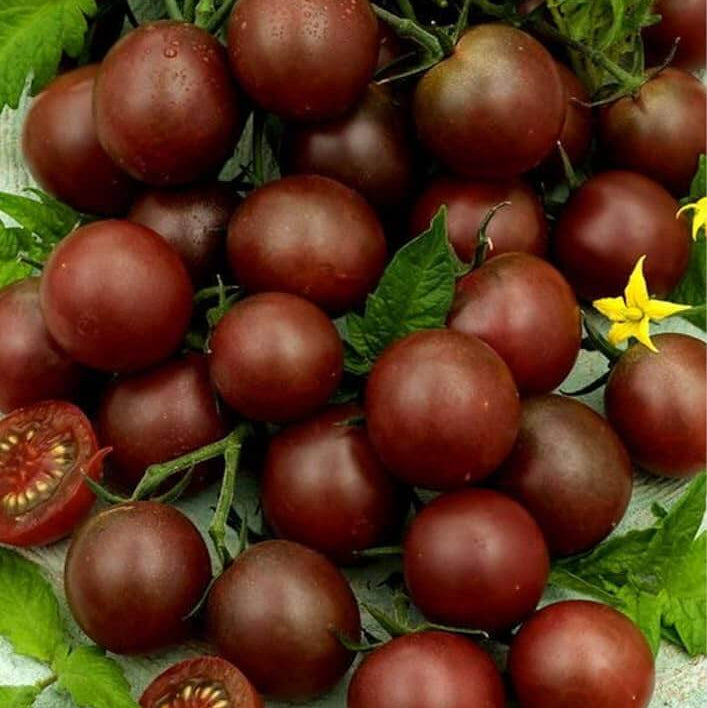 Tomato Seeds – Black Cherry 