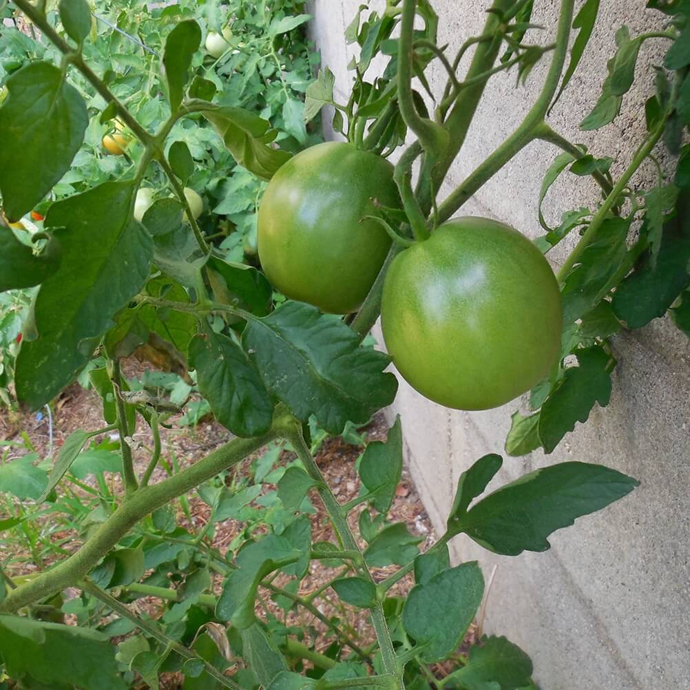 Tomato Seeds – Black Green