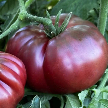 Tomato Seeds – Black Krim
