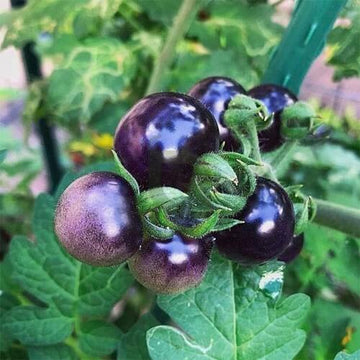 Tomato Seeds – Blue Berries