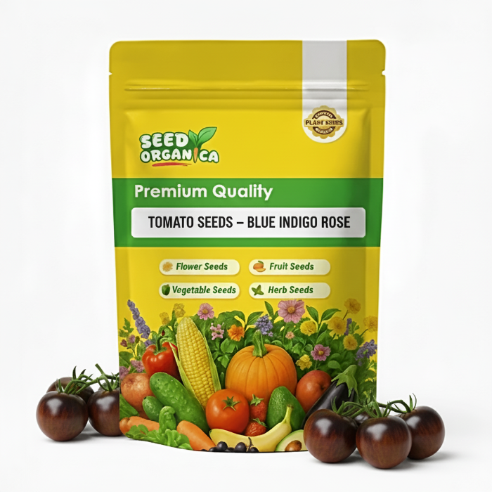 Tomato Seeds – Blue Indigo Rose