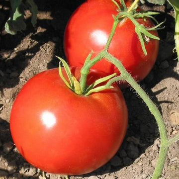 Tomato Seeds – Box Car Willie