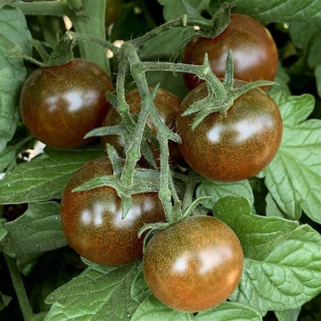 Tomato Seeds – Brown