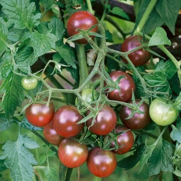 Tomato Seeds – Brown Berry