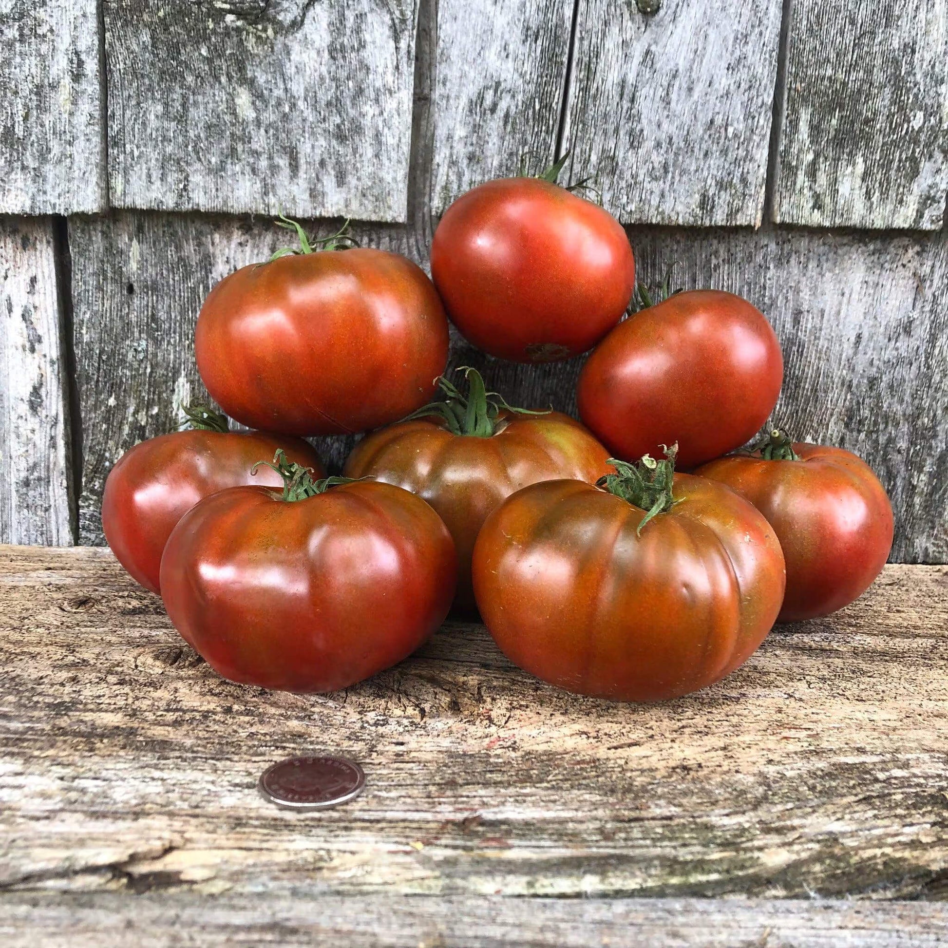 Tomato Seeds – Brown Giant