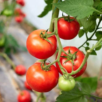 Tomato Seeds – Campbell's Soup