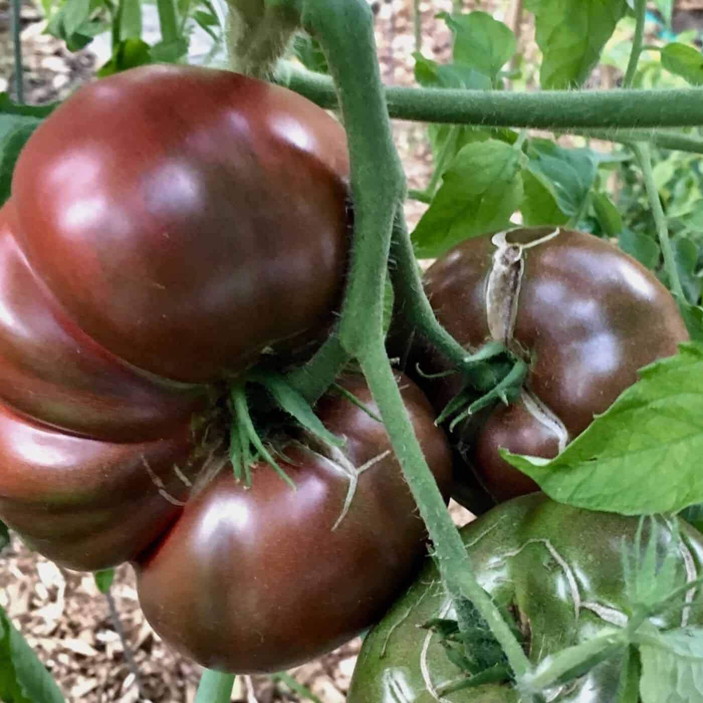 Tomato Seeds – Cherokee