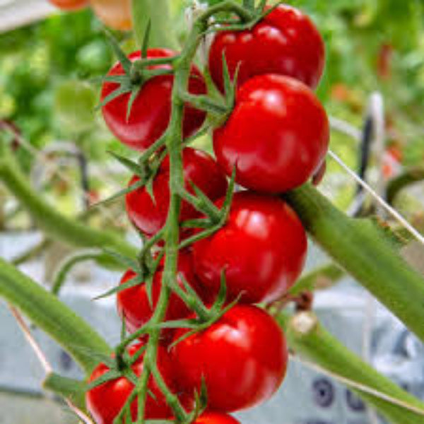 Tomato Seeds – Cherry