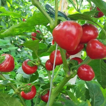 Tomato Seeds – Chili