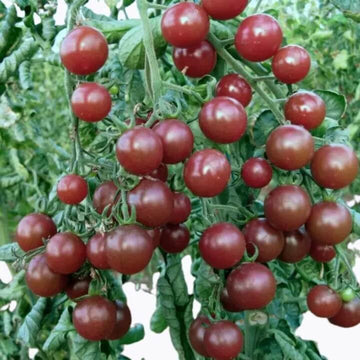 Tomato Seeds – Chocolate