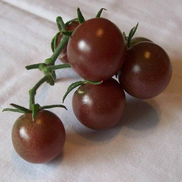 Tomato Seeds – Chocolate