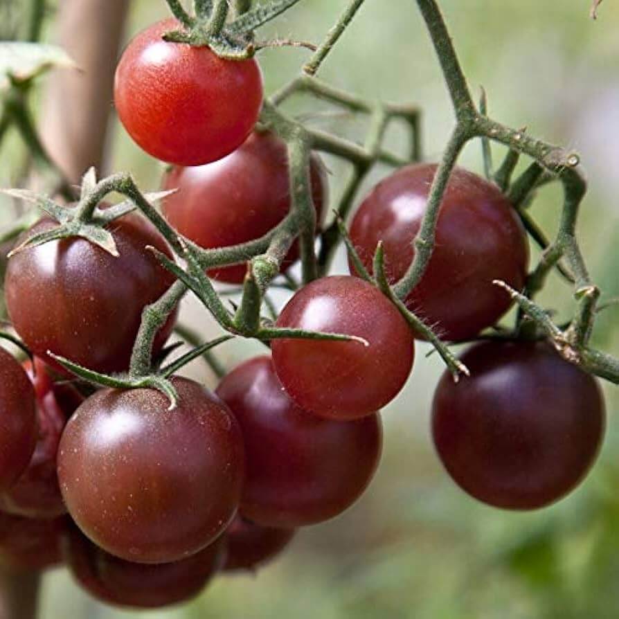 Tomato Seeds – Chocolate