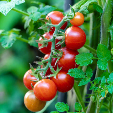 Tomato Seeds – Classic Mix