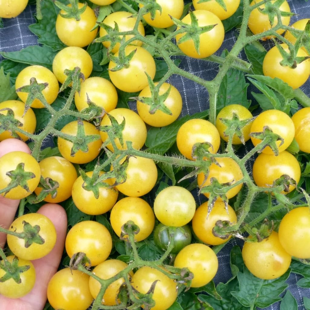 Tomato Seeds – Coyote
