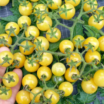 Tomato Seeds – Coyote
