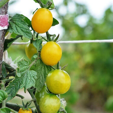 Tomato Seeds – Cream Orange