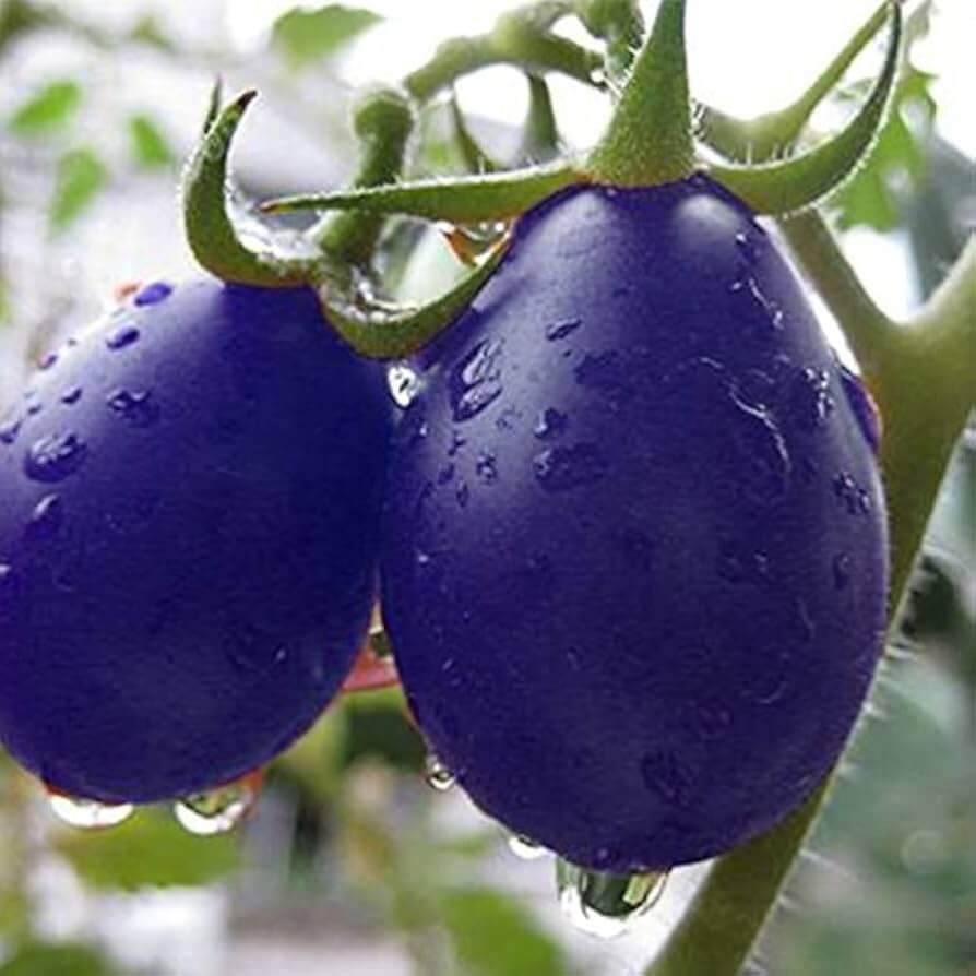 Tomato Seeds – Dark Blue