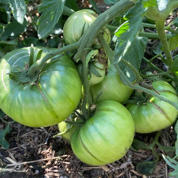 Tomato Seeds – Dark Green