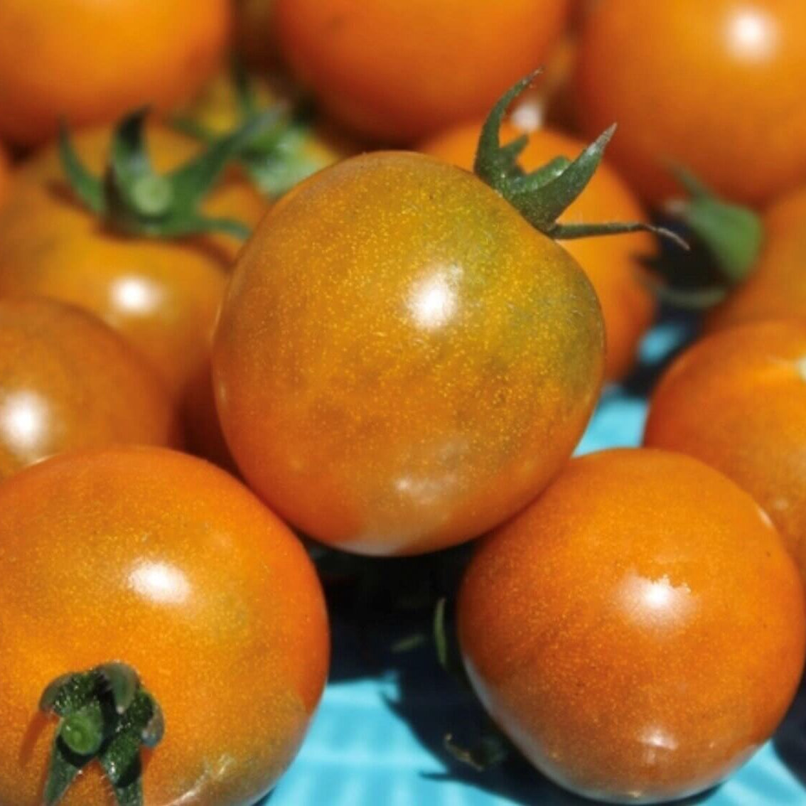 Tomato Seeds – Dark Orange