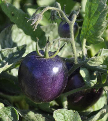Tomato Seeds – Dark Violet